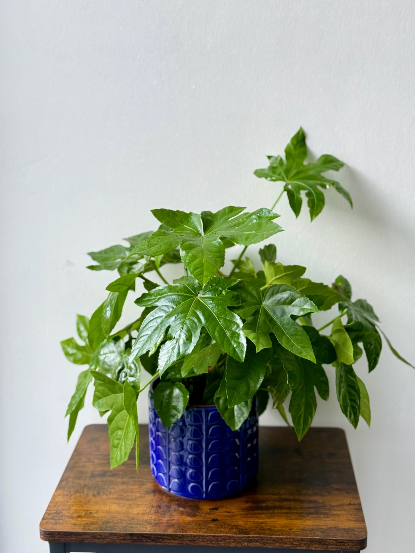 Aralia japoneză