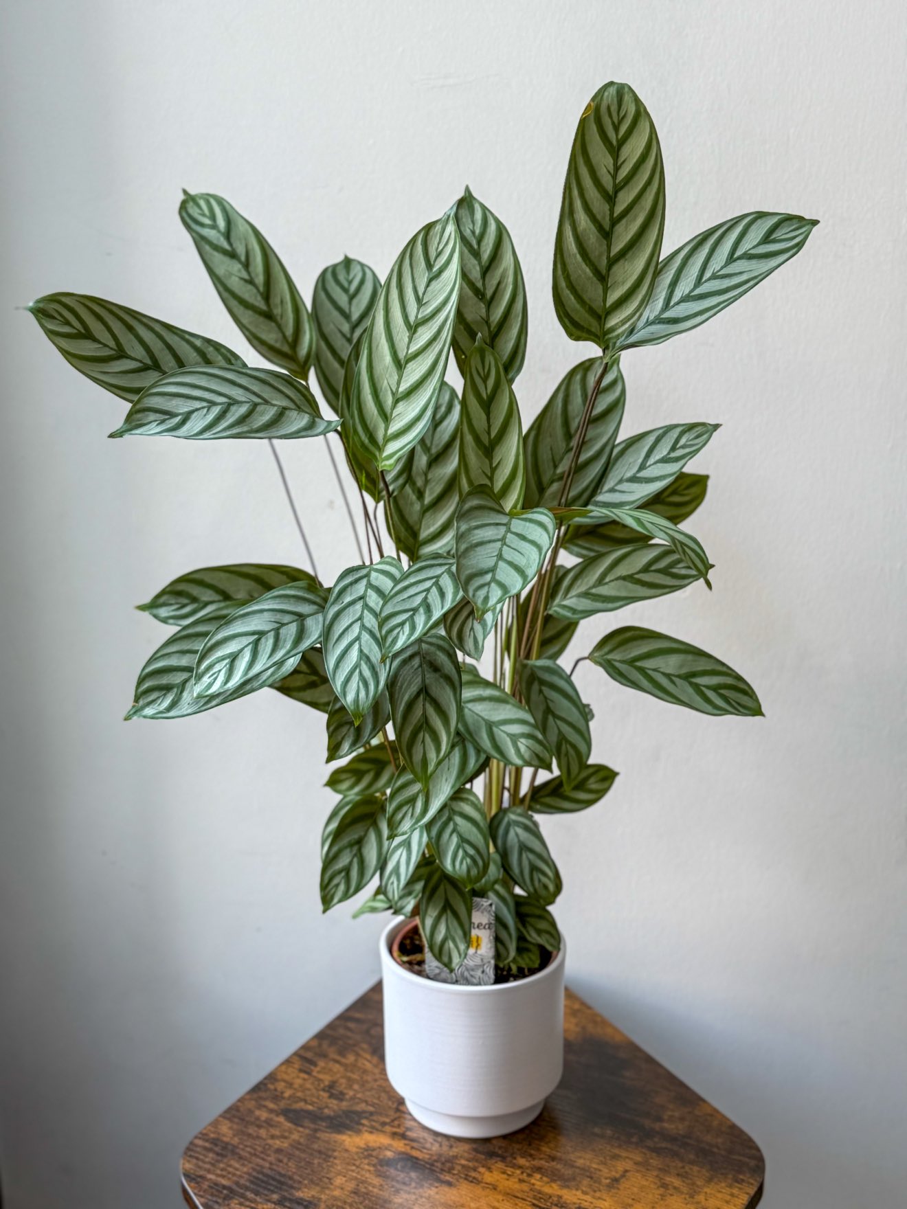Calathea setosa
