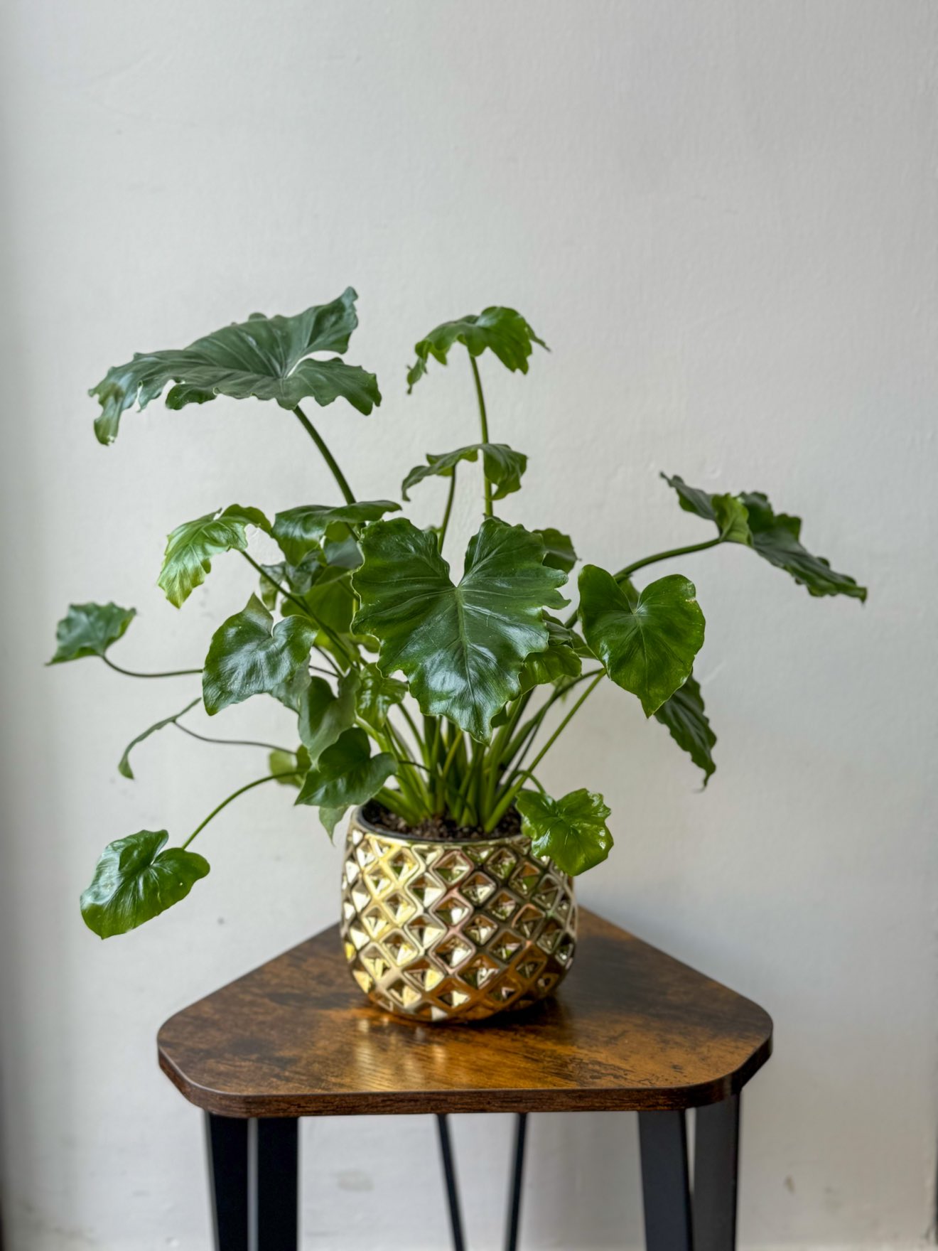 Philodendron selloum