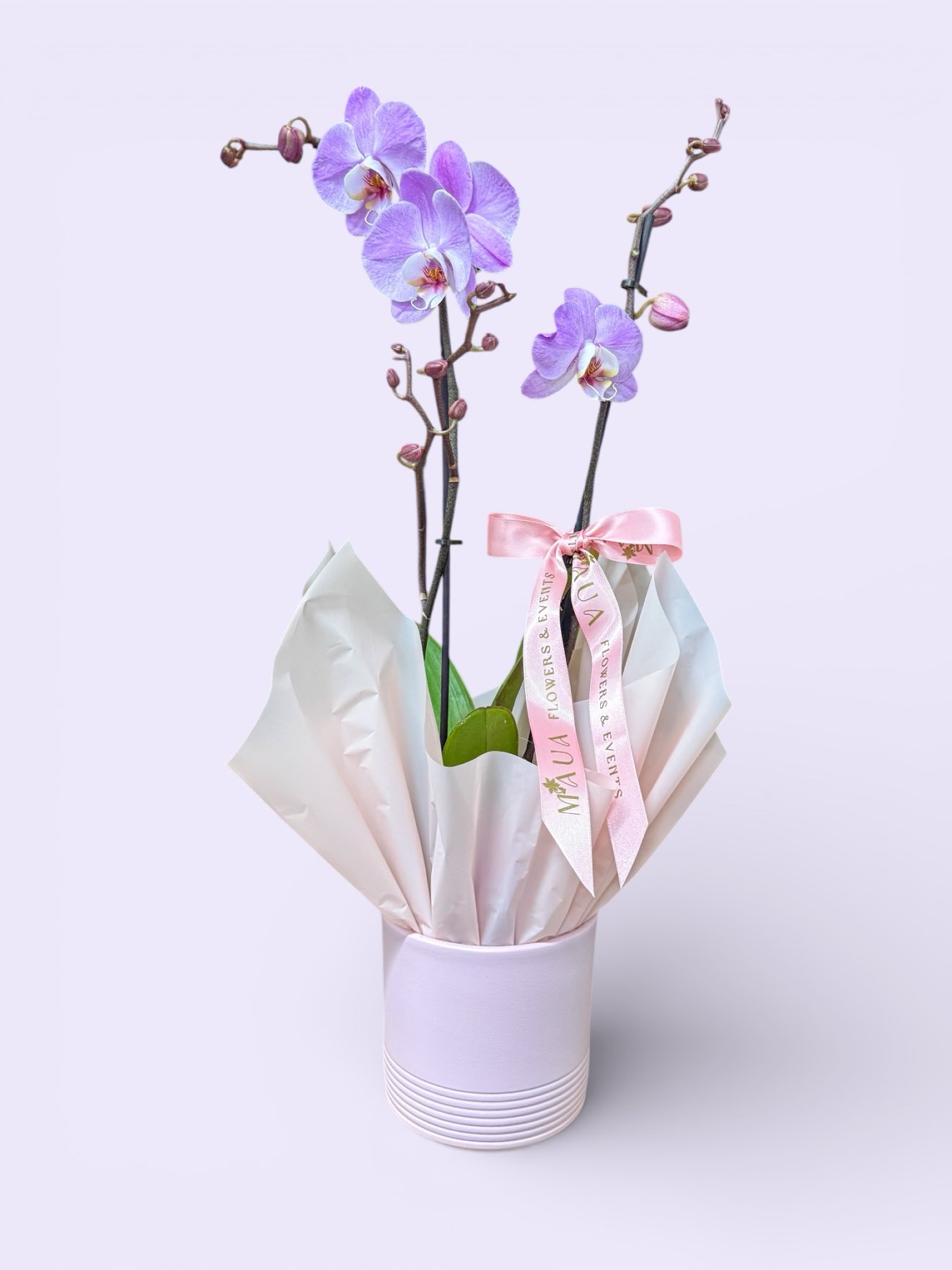 Gentle lilac mist