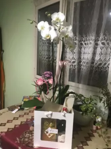 Orhidee albă în vas ceramic
